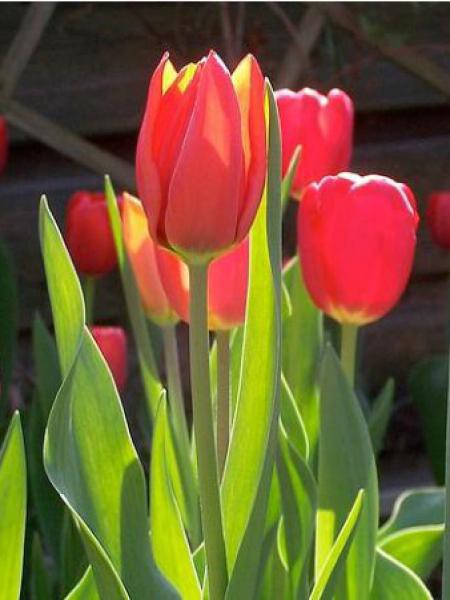 Tulipe de Darwin 'Apeldoorn'