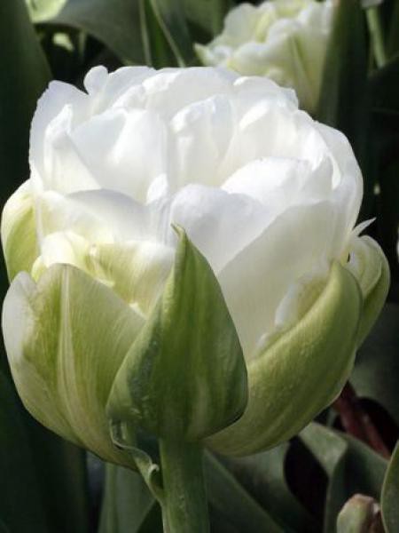 Tulipe double hative 'Maureen double'