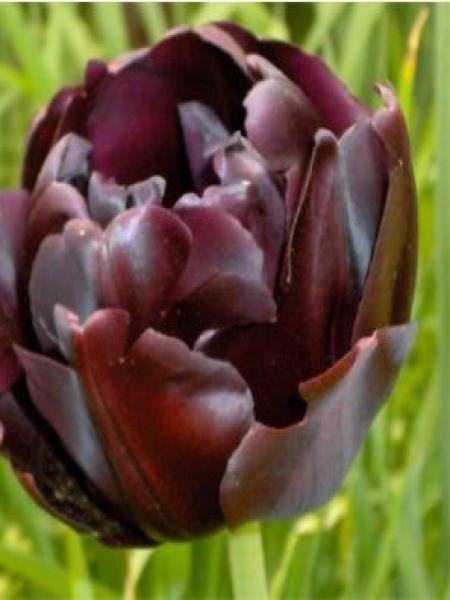 Tulipe double tardive 'Black Hero'®