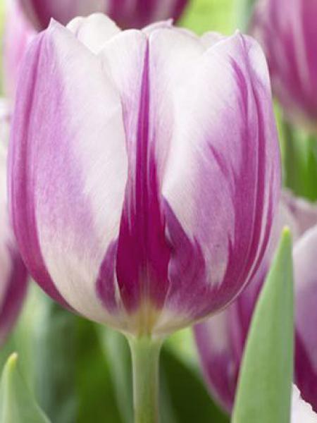 Tulipe triomphe 'Flaming flag'