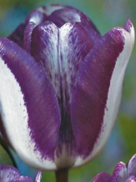 Tulipe triomphe 'Hotpants'