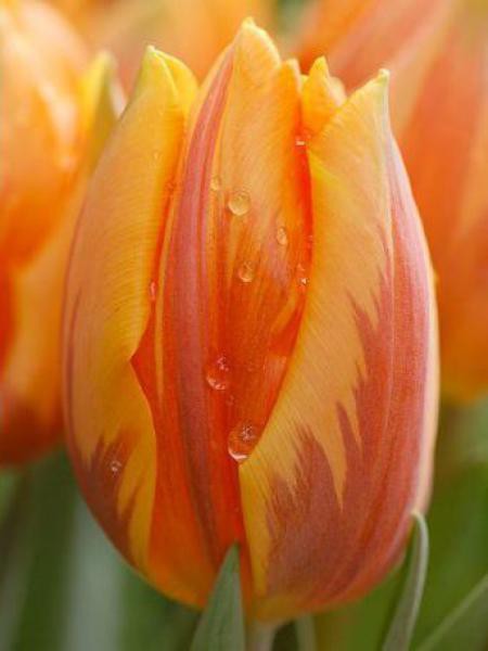 Tulipe triomphe 'Prinses Irene'