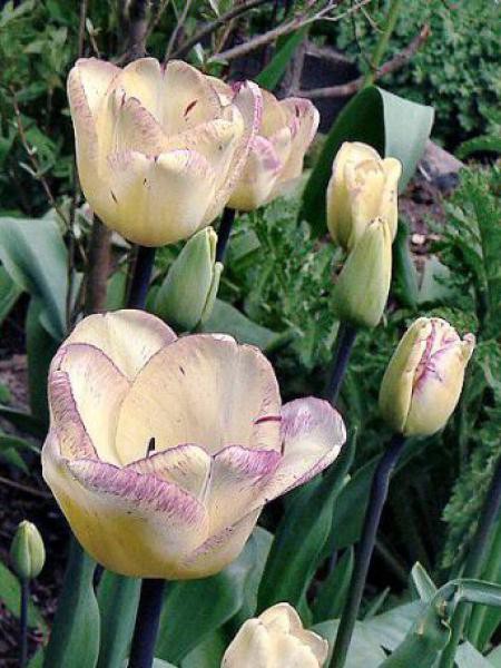 Tulipe triomphe 'Shirley'