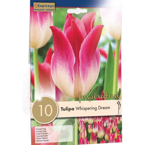 Tulipe triomphe 'Whispering Dream'