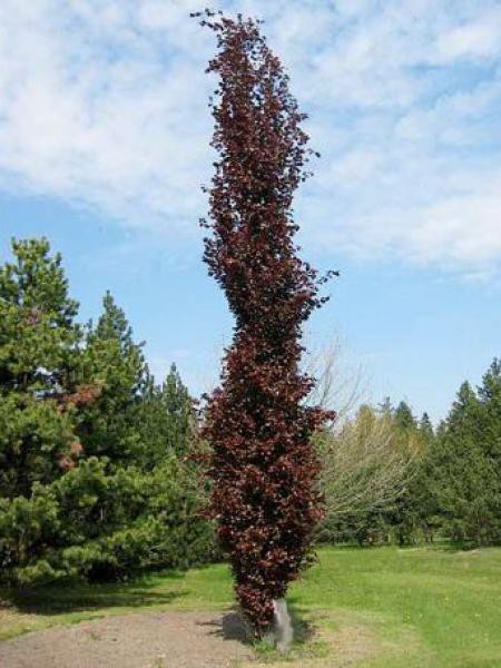 fagus consult Fagus sylvatica 'Riversii' – Majestic Trees main image 0