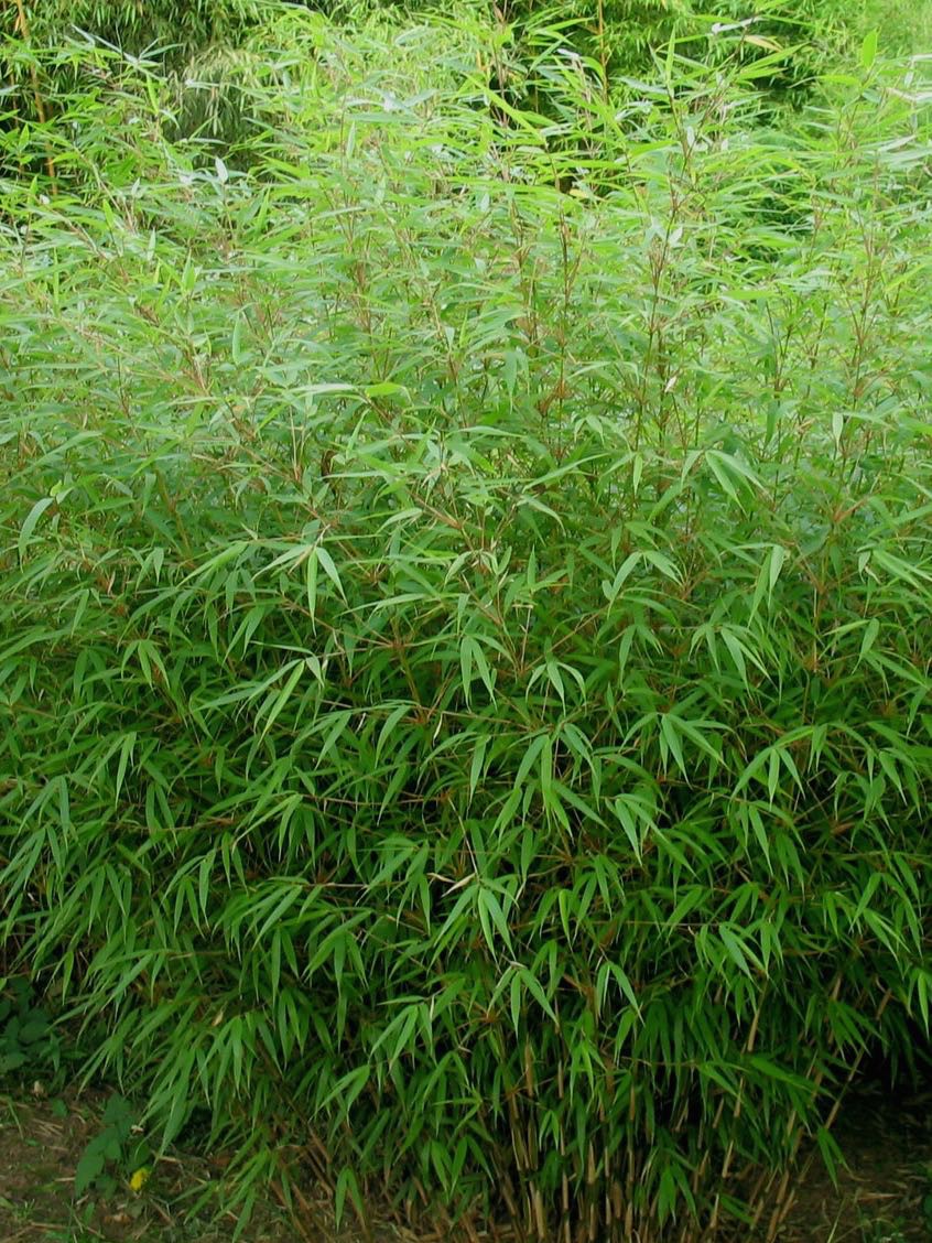Fargesia nitida 'Gansu' - Fargesia nitida - Le Jardin du Pic Vert