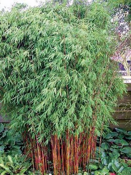 welchen dünger für gummibaum Ficus elastica