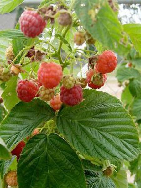 Framboisier 'Heritage' - Rubus idaeus - Le Jardin du Pic Vert