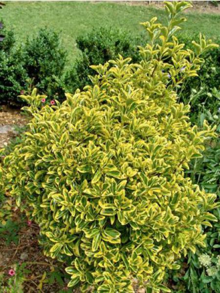 Fusain du Japon 'Aureomarginatus' - Euonymus japonicus - Le Jardin du Pic  Vert