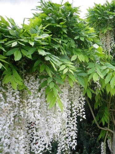 Glycine 'Clara Mack'