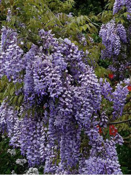 Glycine de Chine 'Caroline'