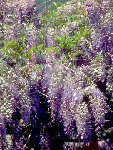 Glycine de Chine