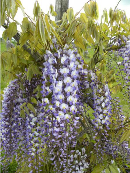 Glycine formosa