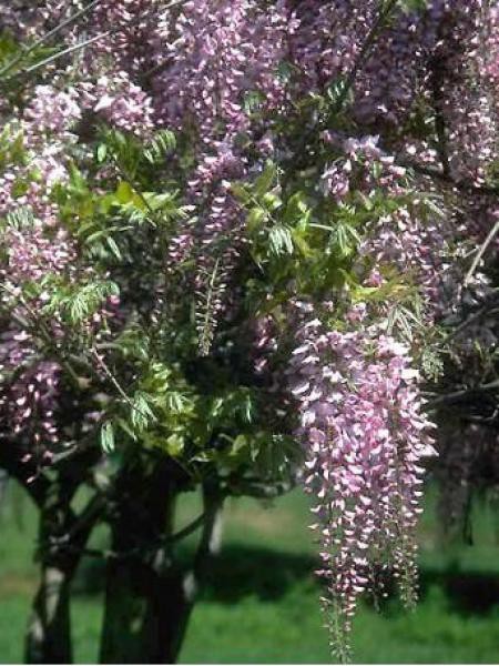 Glycine japonaise - Wisteria floribunda - Le Jardin du Pic Vert