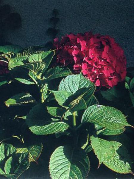 Hortensia 'Leuchtfeuer' - Hydrangea macrophylla - Le Jardin du Pic