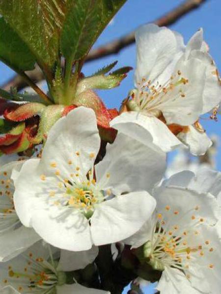 Graines De Merisier Prunus Avium - 20 Graines Cerisier Comestible | Arbre Fruitier Mazzard