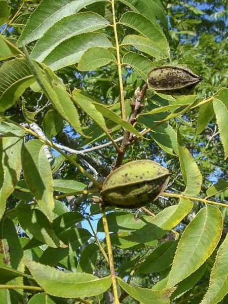Pacanier (Carya illinoinensis), l'arbre de la noix de pécan