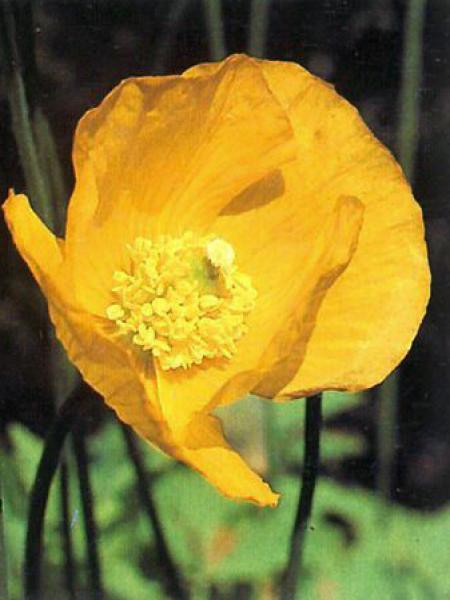 pavot-jaune12763.jpg