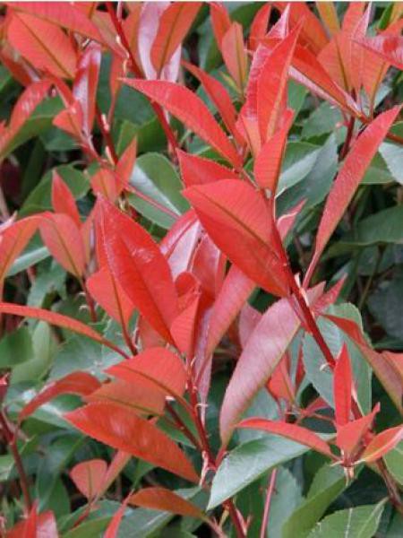 Photinia fraseri 'Robusta Compacta' - Photinia fraseri - Le Jardin du Pic  Vert