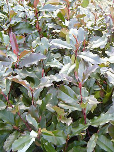 trumpet vine plant Campsis r. 'Indian Summer' (Trumpet creeper)