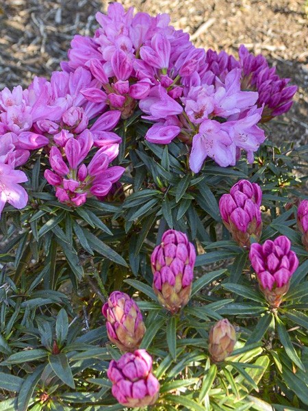 Rhododendron 'Graziella' - Rhododendron 'Graziella' - Le Jardin du Pic Vert