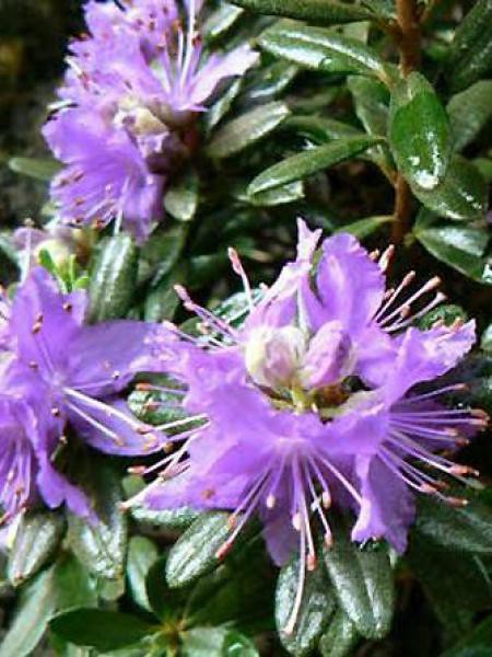 zwerg rhododendron gelb Zwerg-Alpenrose Princess Anne - Rhododendron princess anne main image 1