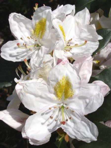 Rhododendron 'Madame Masson' - Rhododendron - Le Jardin du Pic Vert