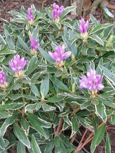 rhododendron bemesten Rhododendron 'Queen Bee' Rosa-Wei kaufen