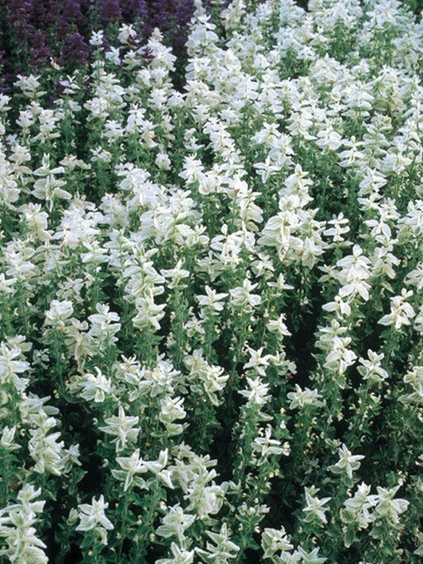 Sauge de Virginie - Salvia horminum