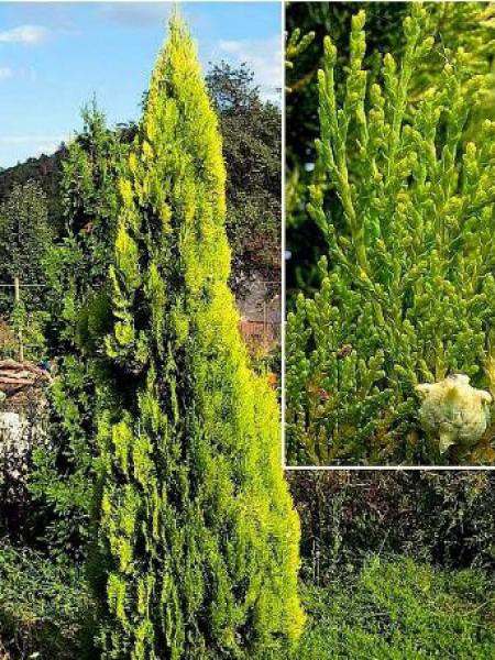 Thuya d'Orient 'Elegantissima' - Thuja orientalis - Le Jardin du Pic Vert