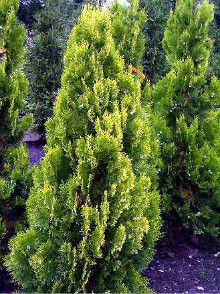 Thuya d'Orient 'Pyramidalis Aurea' - Thuja orientalis - Le Jardin du Pic  Vert