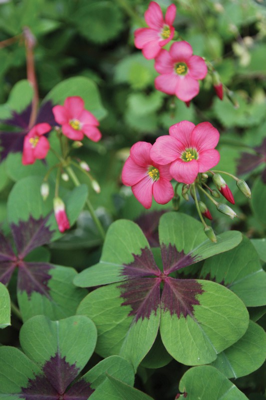 Kit Trèfle à 4 feuilles Happy Bear rose - Oxalis deppei