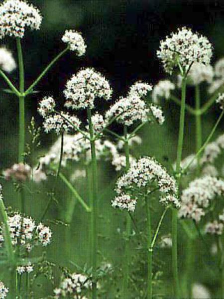 Valriane officinale - Valeriana officinalis - Le Jardin du Pic Vert