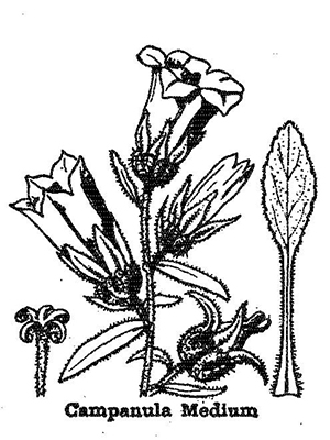 Campanula Carpatica 'Carillon White' - MAX GARDEN - Záhradné Centrum