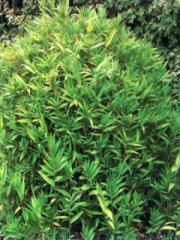 Pleioblastus auricoma - Pleioblastus auricoma - Le Jardin du Pic Vert