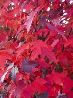 Erable Rouge Petit Érable rouge - Acer rubrum - Le Jardin du Pic Vert