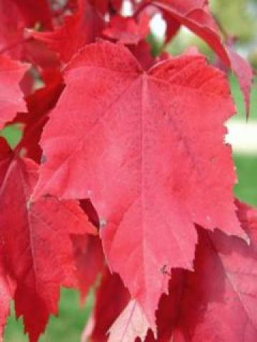 Erable Rouge Petit Érable rouge - Acer rubrum - Le Jardin du Pic Vert
