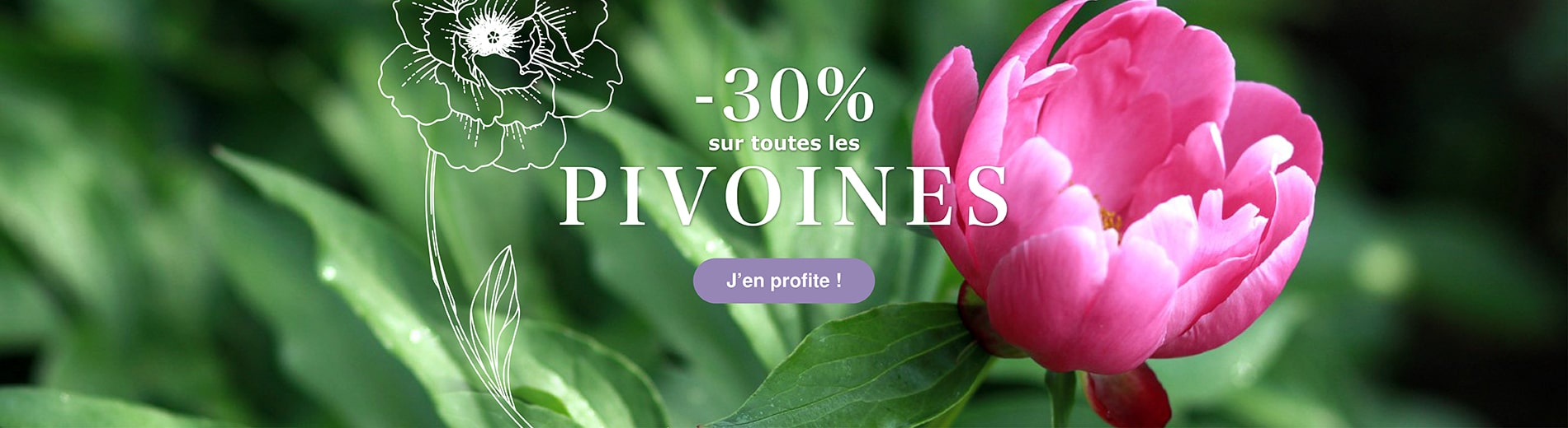Kit Aromatiques Herbes de Provence - 4 variétés - Vente en ligne de plants  de Kit Aromatiques Herbes de Provence - 4 variétés pas cher