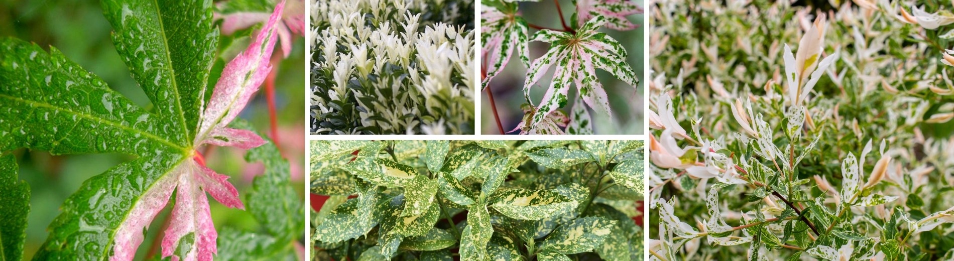 &lt;p style=&quot;text-align: center;&quot;&gt;&lt;span style=&quot;background-color: rgb(229, 158, 174); color: rgb(255, 255, 255);&quot;&gt;&nbsp;Osez le feuillage panaché !&nbsp;&lt;/span&gt;&lt;/p&gt;