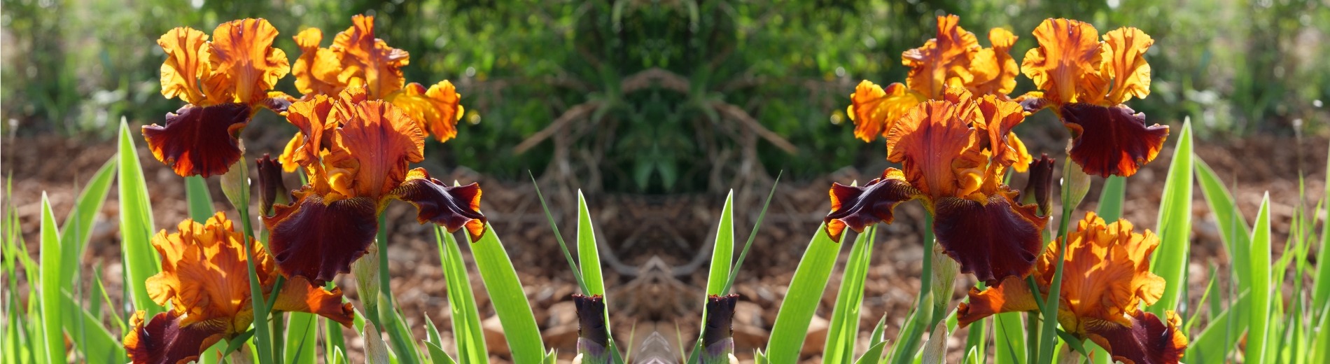 &lt;p style=&quot;text-align: center;&quot;&gt;&lt;span style=&quot;background-color: rgb(57, 13, 24); color: rgb(255, 255, 255);&quot;&gt;&nbsp;Les Iris des jardins&nbsp;&lt;/span&gt;&lt;/p&gt;
