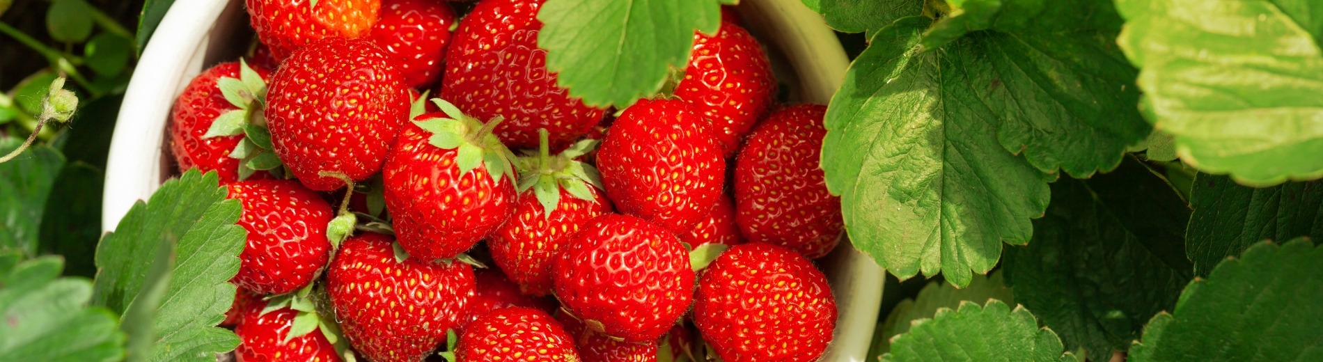 &lt;p style=&quot;text-align: center;&quot;&gt;&lt;span style=&quot;background-color: rgb(0, 70, 80); color: rgb(255, 255, 255);&quot;&gt;&nbsp;La gourmandise à portée de main&nbsp;&lt;/span&gt;&lt;/p&gt;