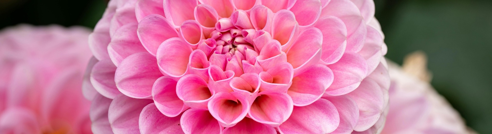 &lt;p style=&quot;text-align: center;&quot;&gt;&lt;span style=&quot;background-color: rgb(164, 4, 105); color: rgb(255, 255, 255);&quot;&gt;&nbsp;-50% sur tous les bulbes d'été&nbsp;&lt;/span&gt;&lt;/p&gt;