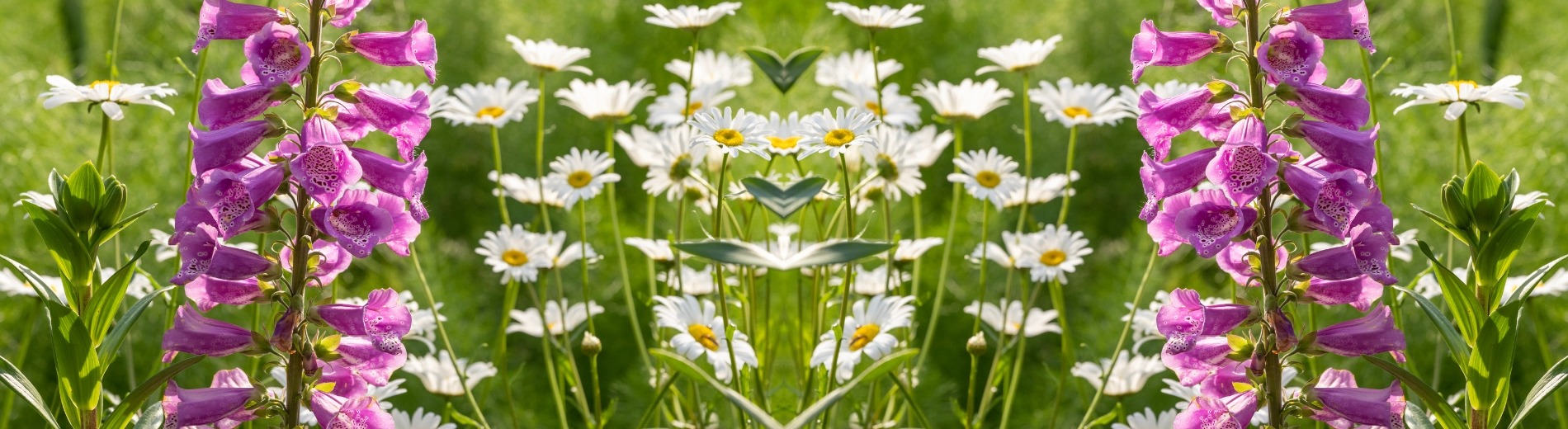 &lt;p style=&quot;text-align: center;&quot;&gt;&lt;span style=&quot;background-color: rgb(175, 34, 138); color: rgb(255, 255, 255);&quot;&gt;&nbsp;PROMOS D’ÉTÉ&nbsp;&lt;/span&gt;&lt;/p&gt;